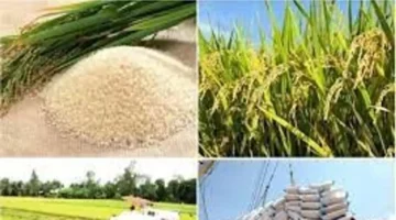 ارتفاع أسعار تصدير الأرز إلى 415 دولاراً مع استقرار السوق المحلي